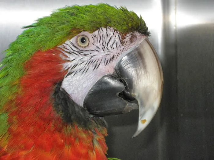 Chicago Exotics Animal Hospital Picture 2