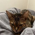 BluePearl Pet Hospital