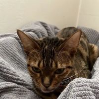 BluePearl Pet Hospital ico