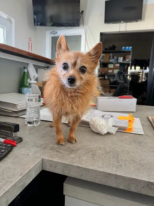 BluePearl Pet Hospital Picture 3