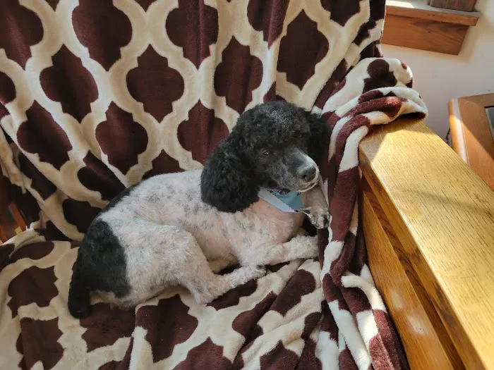 BluePearl Pet Hospital Picture 7
