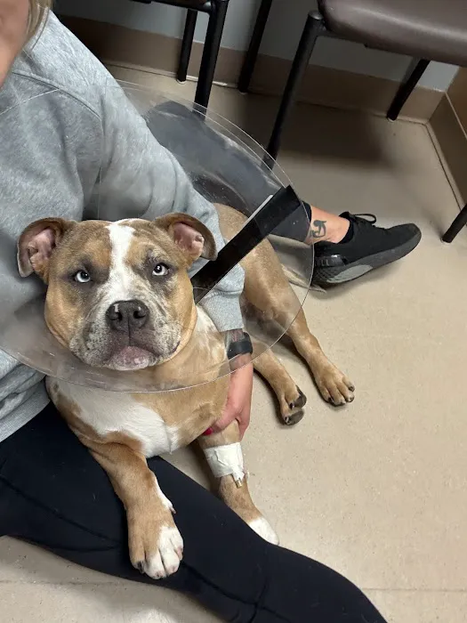 BluePearl Pet Hospital Picture 4