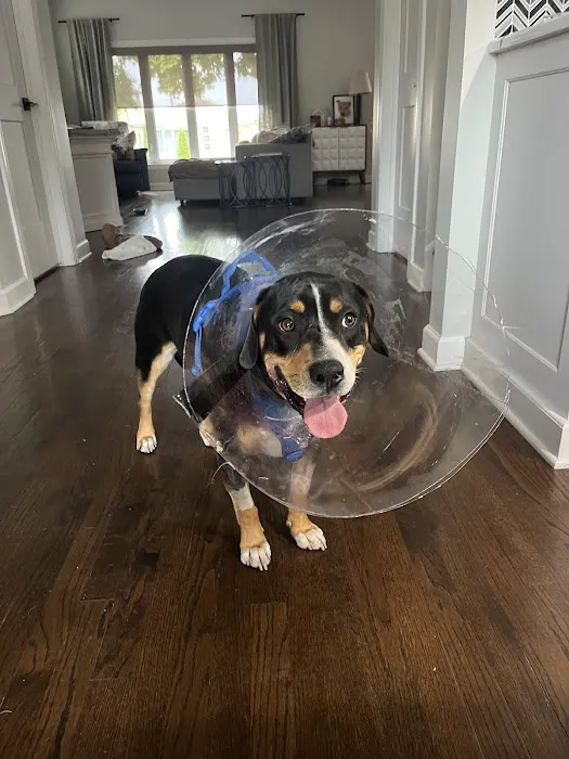BluePearl Pet Hospital Picture 5