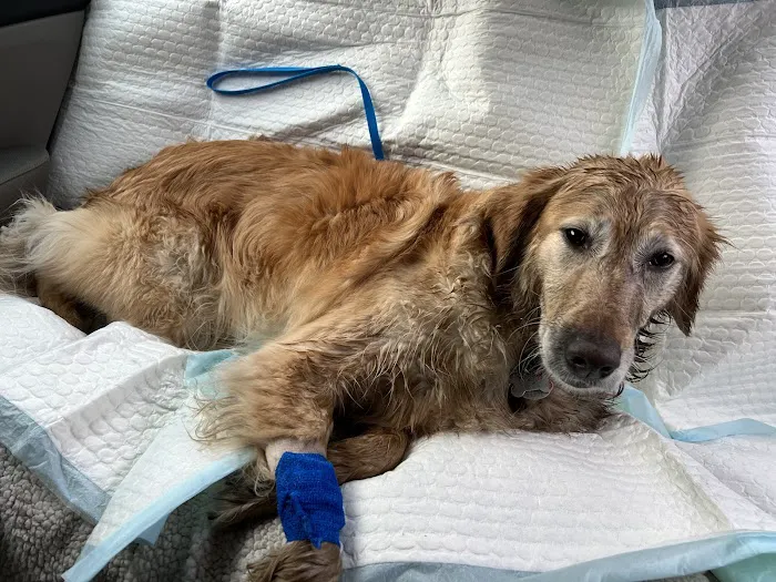 BluePearl Pet Hospital Picture 10