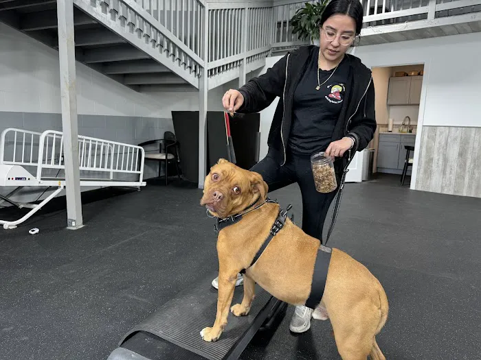 Arfit Dog Rehab / Fitness / Canine Rehabilitation Picture 1