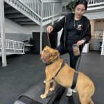 Arfit Dog Rehab / Fitness / Canine Rehabilitation