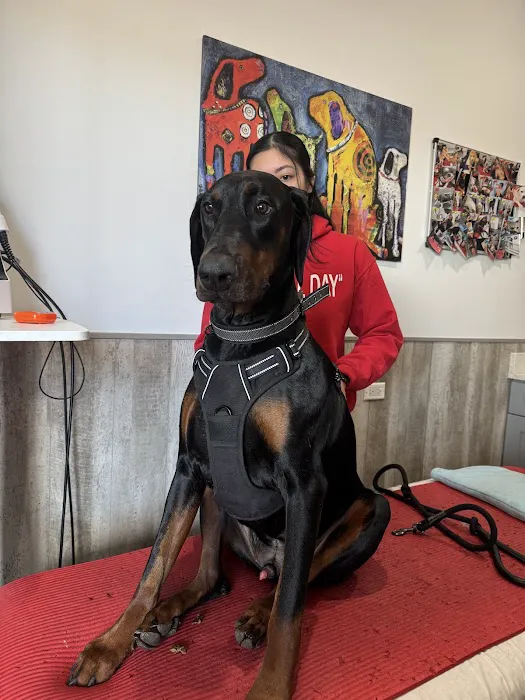 Arfit Dog Rehab / Fitness / Canine Rehabilitation Picture 2