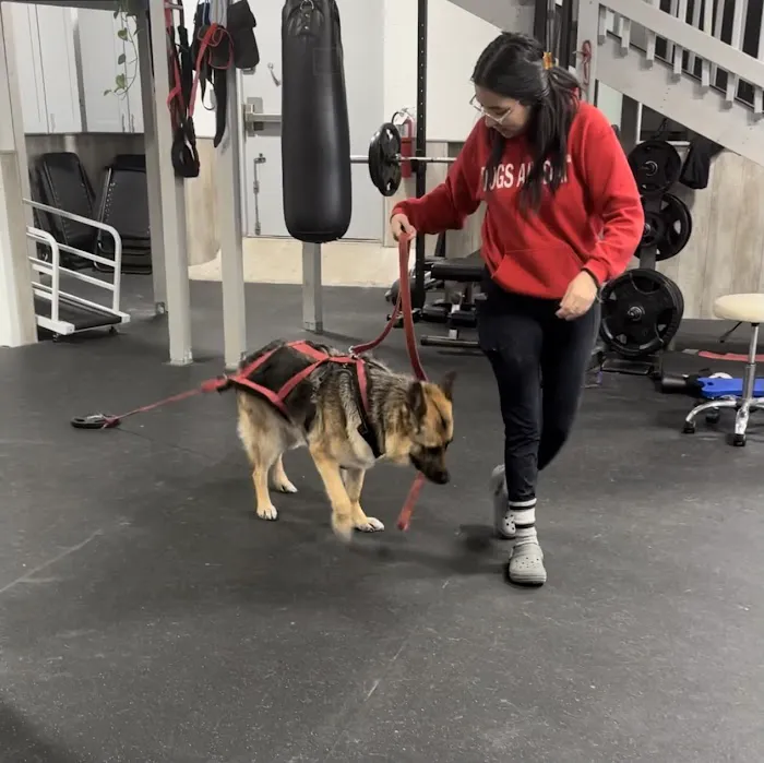 Arfit Dog Rehab / Fitness / Canine Rehabilitation Picture 3