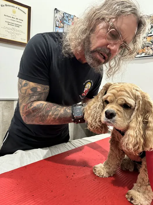 Arfit Dog Rehab / Fitness / Canine Rehabilitation Picture 5