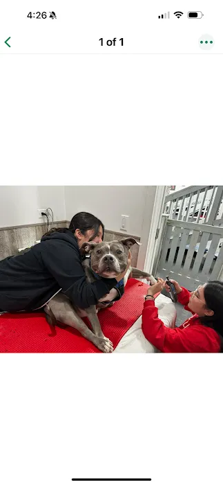 Arfit Dog Rehab / Fitness / Canine Rehabilitation Picture 4
