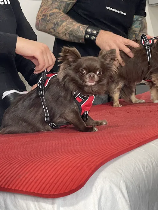 Arfit Dog Rehab / Fitness / Canine Rehabilitation Picture 6