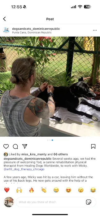 Arfit Dog Rehab / Fitness / Canine Rehabilitation Picture 9