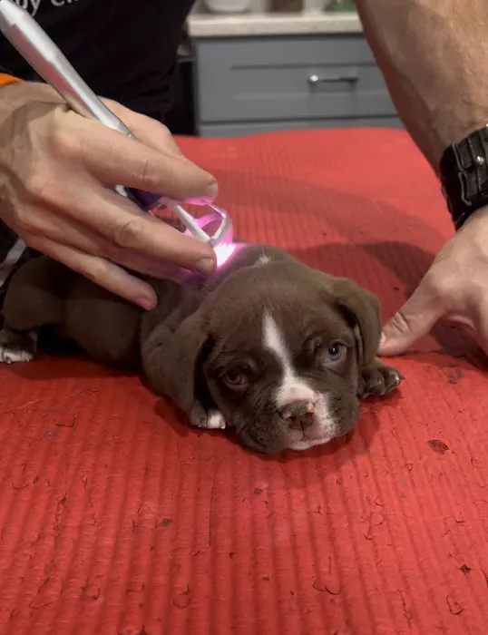 Arfit Dog Rehab / Fitness / Canine Rehabilitation Picture 10