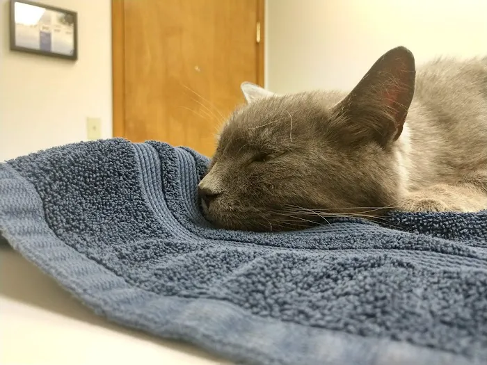 VCA Meadowdale Animal Hospital Picture 5