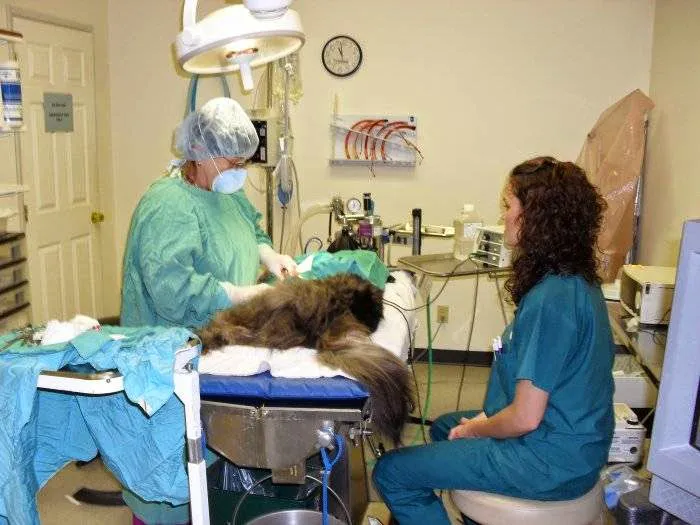 VCA Meadowdale Animal Hospital Picture 3