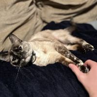 VCA Meadowdale Animal Hospital ico