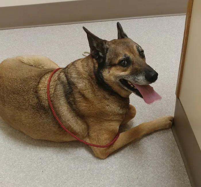 VCA Meadowdale Animal Hospital Picture 4