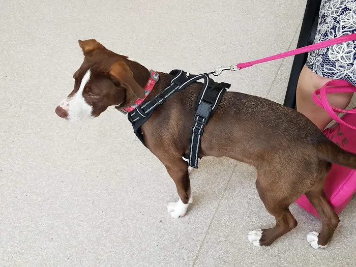 VCA Meadowdale Animal Hospital Picture 6