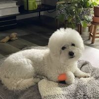 Mill Creek Veterinary Hospital ico