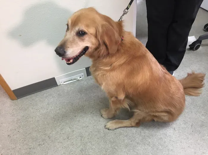 Animal Dermatology Clinic Picture 1
