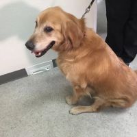Animal Dermatology Clinic ico