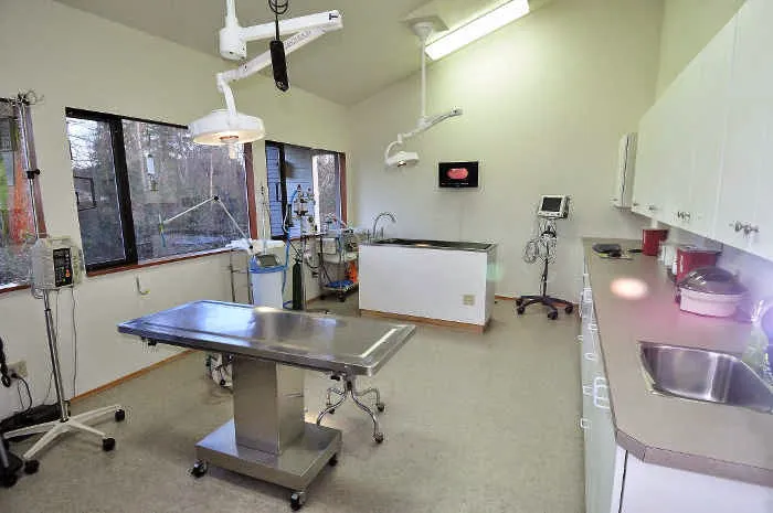 Animal Dermatology Clinic Picture 6