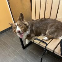 Banfield Pet Hospital ico