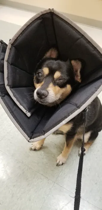 Martha Lake Vet Clinic Picture 7