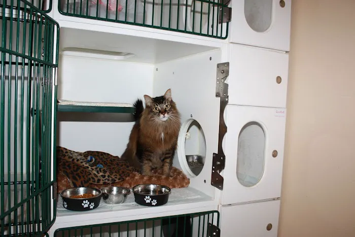 Petcare Hospital & Wellness Center, A Thrive Pet Healthcare Partner Picture 8