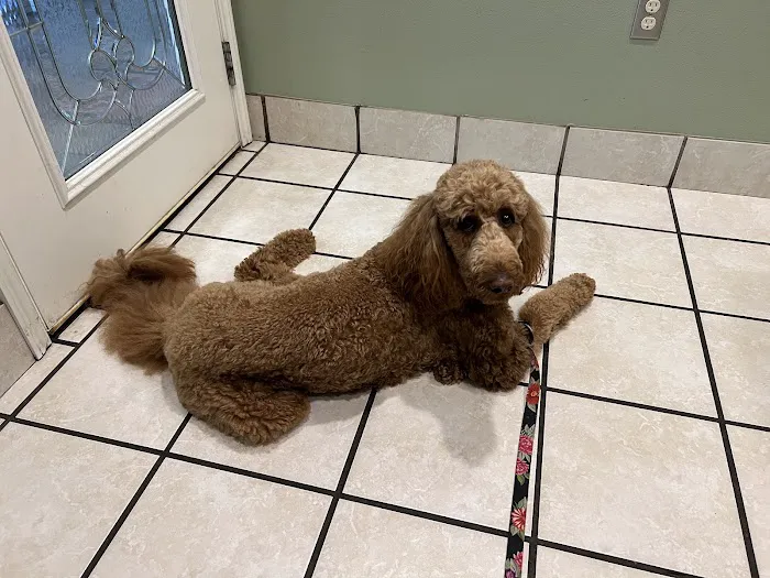 Petcare Hospital & Wellness Center, A Thrive Pet Healthcare Partner Picture 6