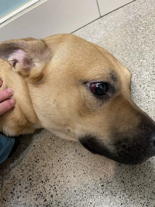 Sno-King Veterinary Clinic Picture 1