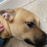 Sno-King Veterinary Clinic