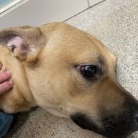 Sno-King Veterinary Clinic ico