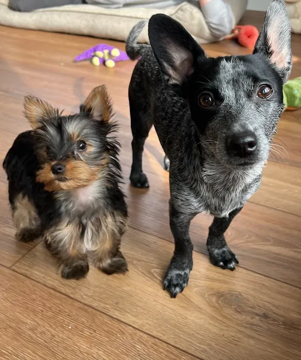 Sno-King Veterinary Clinic Picture 4