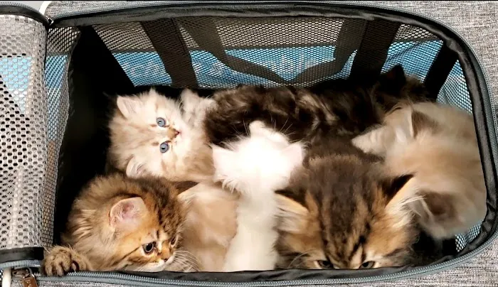 Sno-King Veterinary Clinic Picture 9