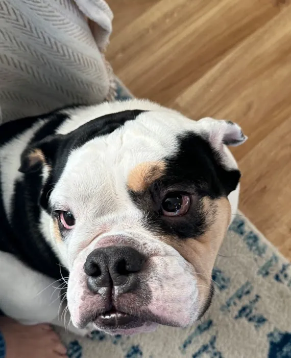 Sno-King Veterinary Clinic Picture 7