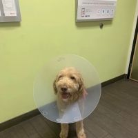 Banfield Pet Hospital ico