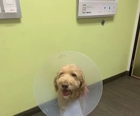 Banfield Pet Hospital