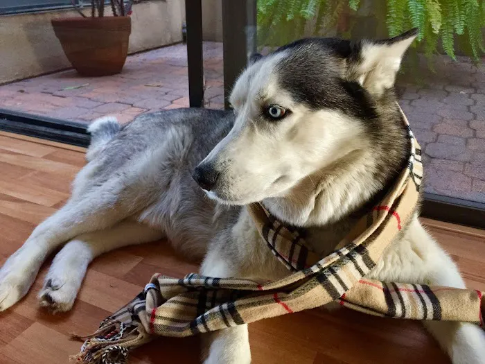 Banfield Pet Hospital Picture 6