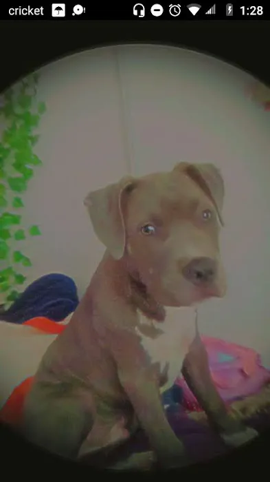 Vetco Vaccination Clinic Picture 1