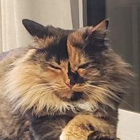 Banfield Pet Hospital ico