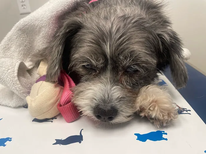 Brea Regional Animal Hospital Picture 7