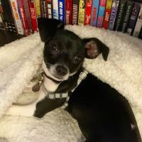 Duvall Veterinary Hospital ico