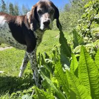 North Bend Animal Clinic ico