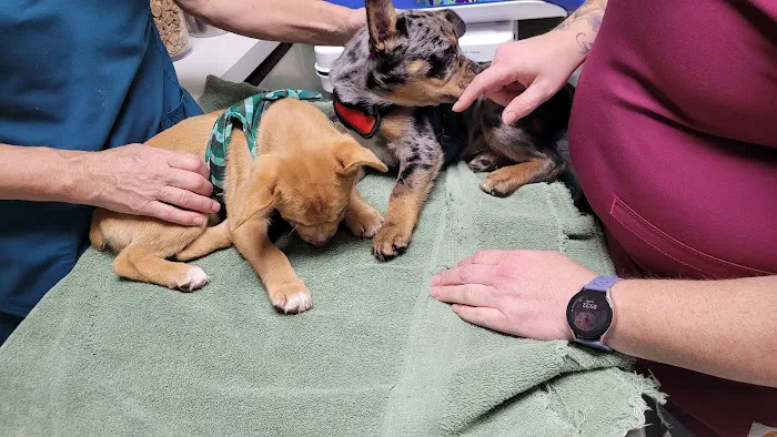 North Bend Animal Clinic Picture 7