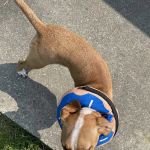 Sumner Veterinary Hospital