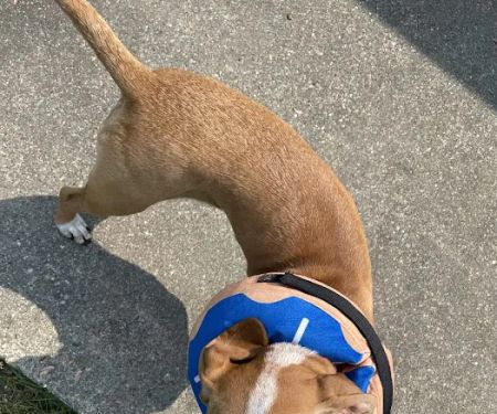 Sumner Veterinary Hospital