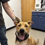 Lake Tapps Veterinary Hospital