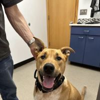 Lake Tapps Veterinary Hospital ico