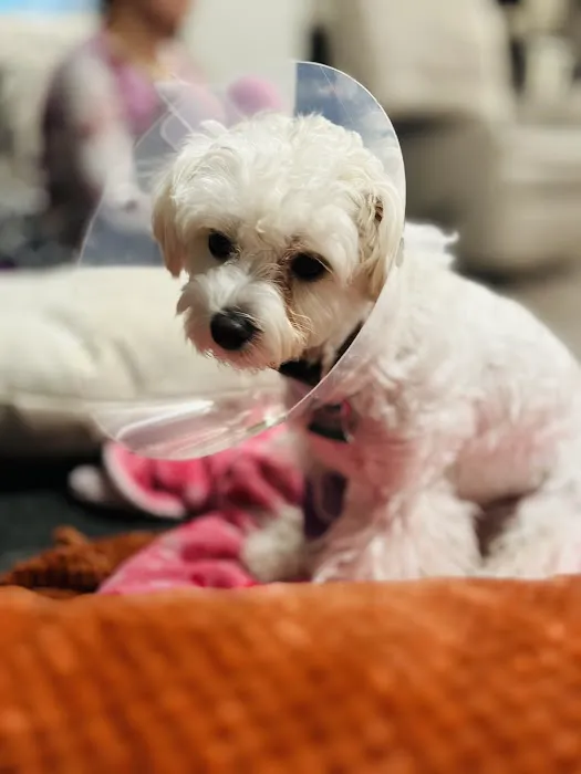 Lake Tapps Veterinary Hospital Picture 10